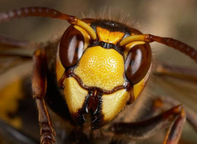 Hvorfor er hvepse mest aktive i august – september? | Skadedyrsservice