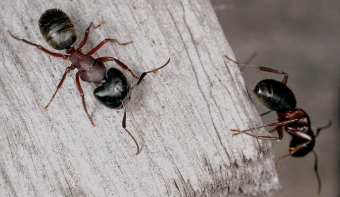 Camponotus-herculeanus.jpg